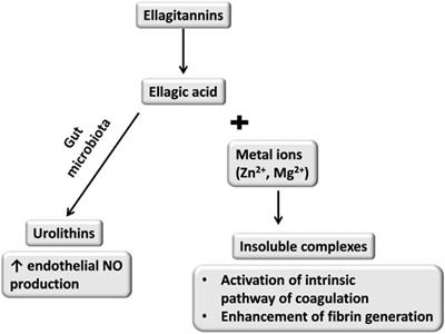 Tannins as Hemostasis Modulators